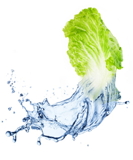 lettuce image